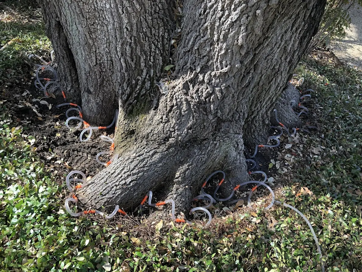 Detailed Tree Cabling and Bracing job site in Penney Farms