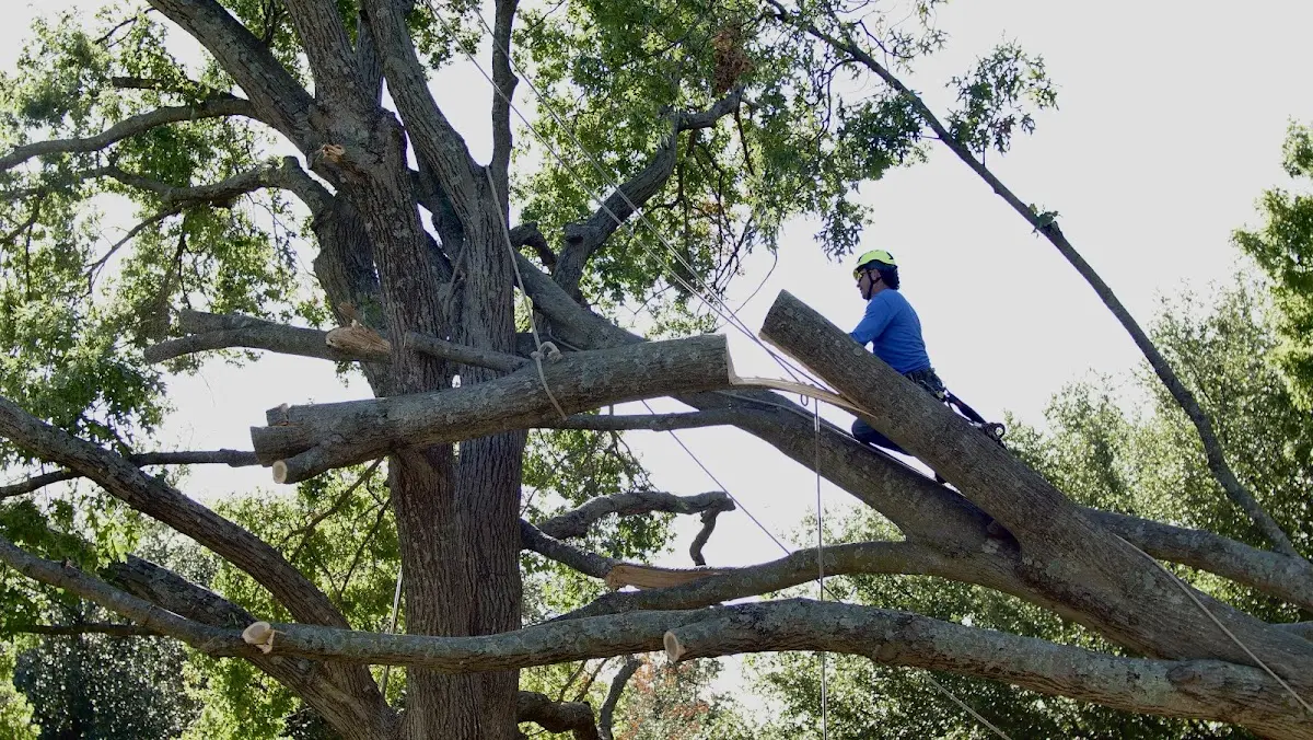 Professional Crown Thinning performed by certified arborists in Penney Farms