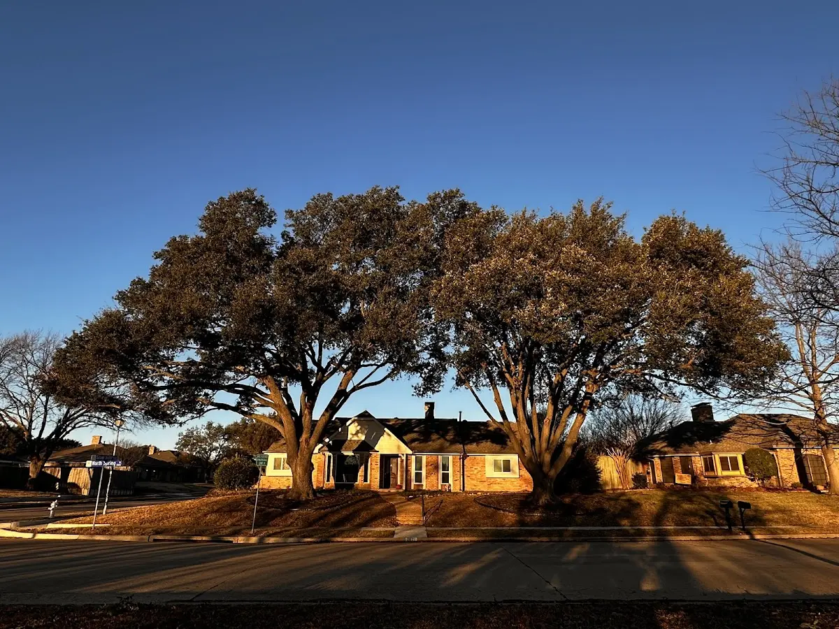 Established residential canopy tree shading a home in Penney Farms